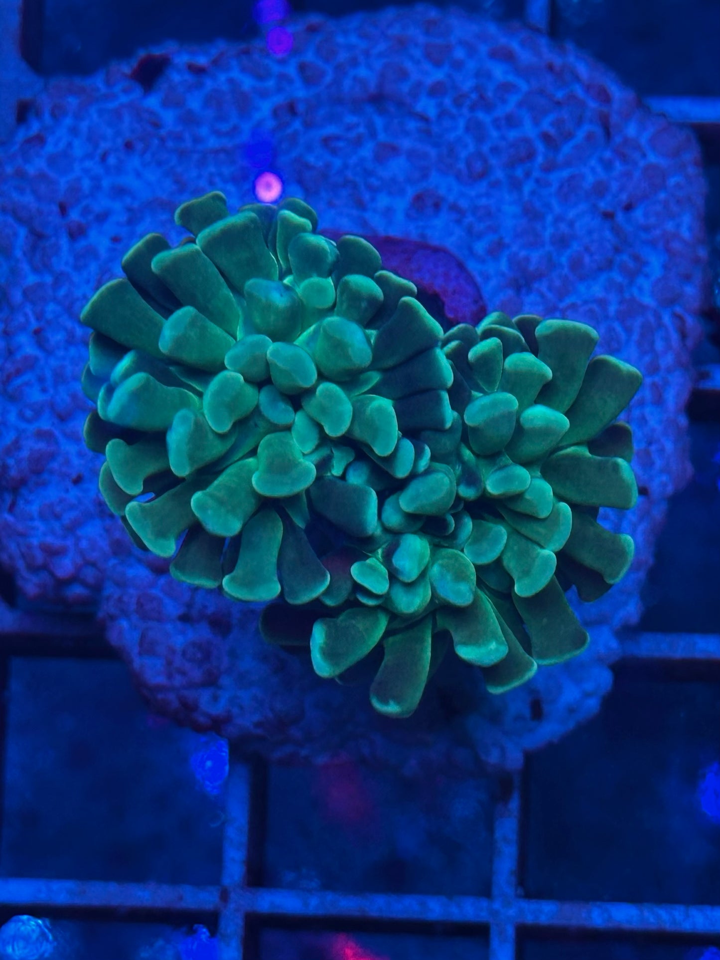 Euphyllia Ancora Frosted BLUE Z007