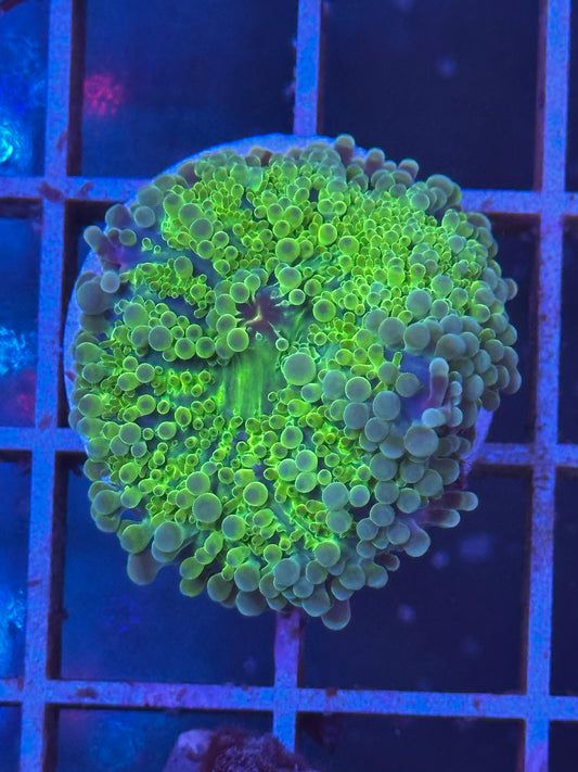 Ricordea YUMA (Indopacífico) - RADIOACTIVE GRAPES - CoralMastery