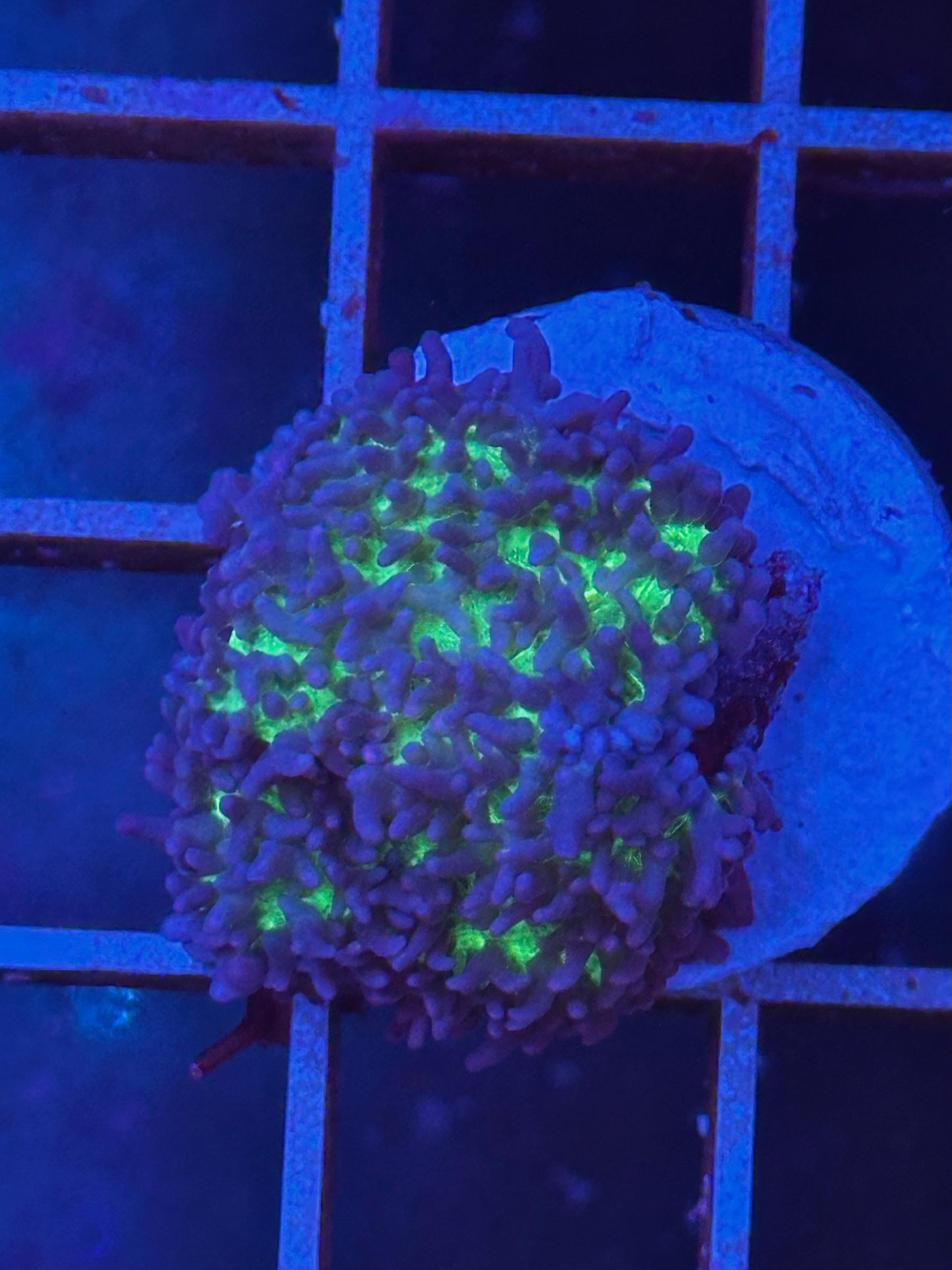 Rhodactis indosinensis JOKER´S LAUGH - WYSIWYG