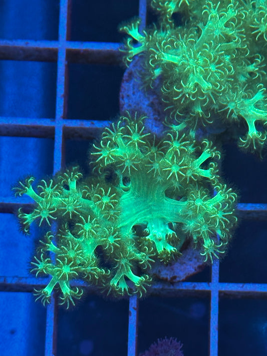 Árbol de Kenia verde fluor