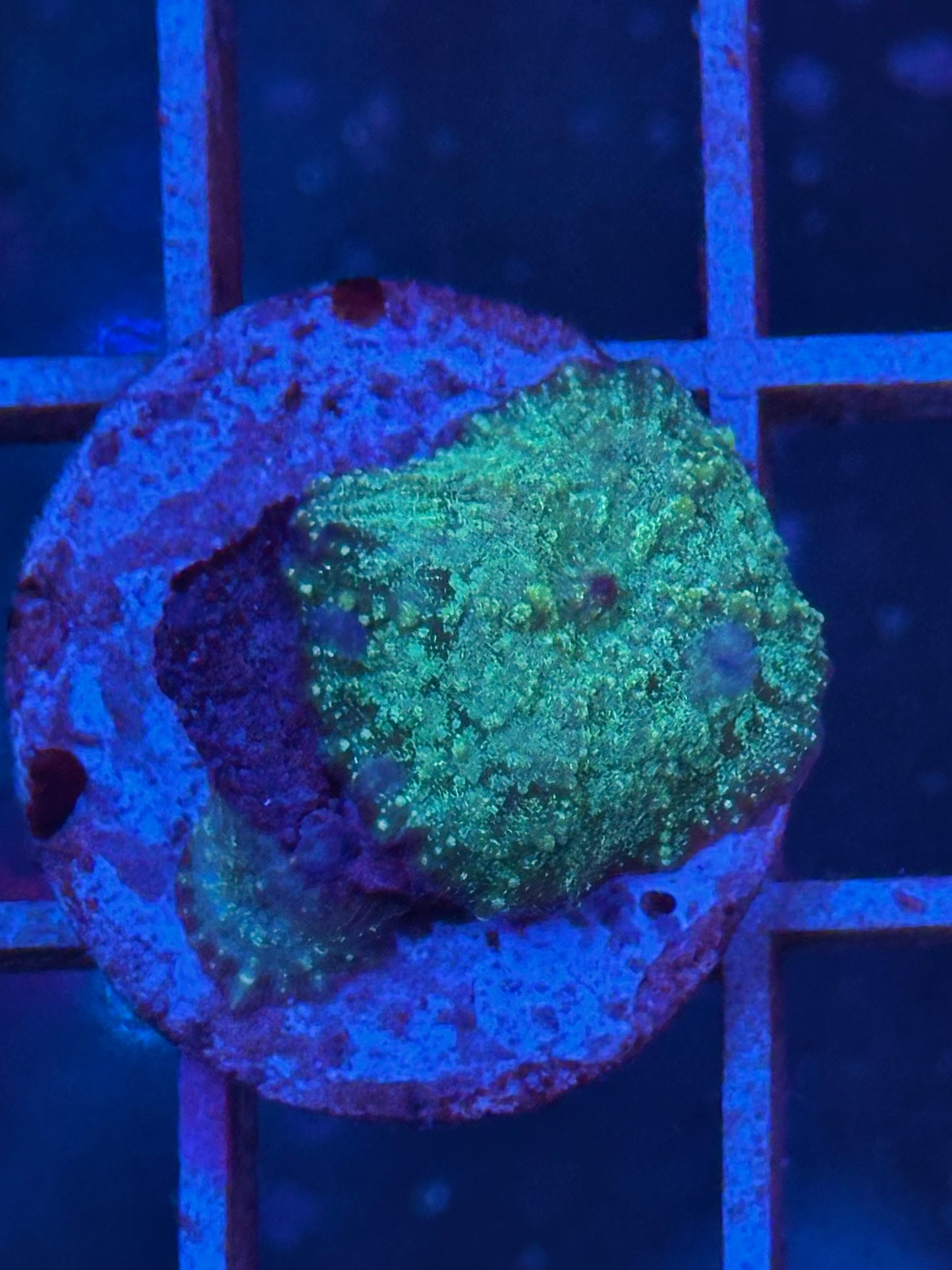 Discosoma verde WYSIWYG - CoralMastery | CORAL