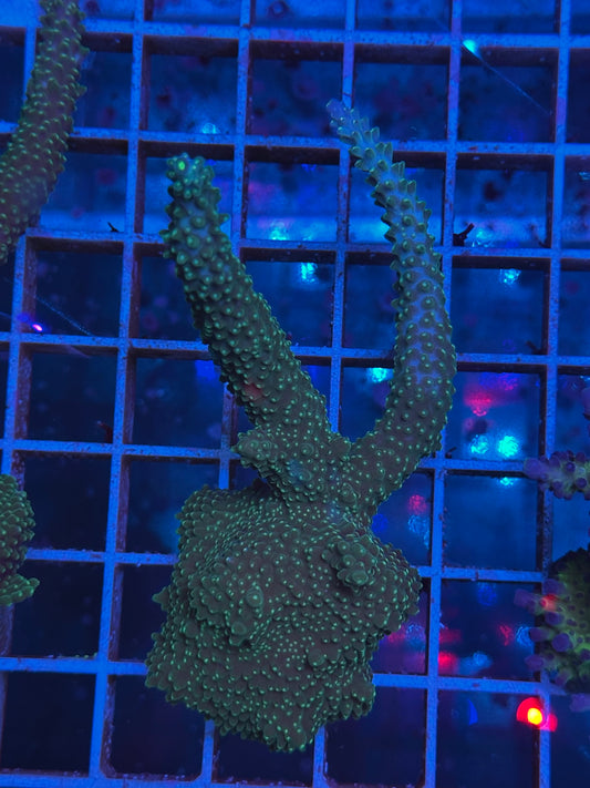 Acropora Formosa AC16
