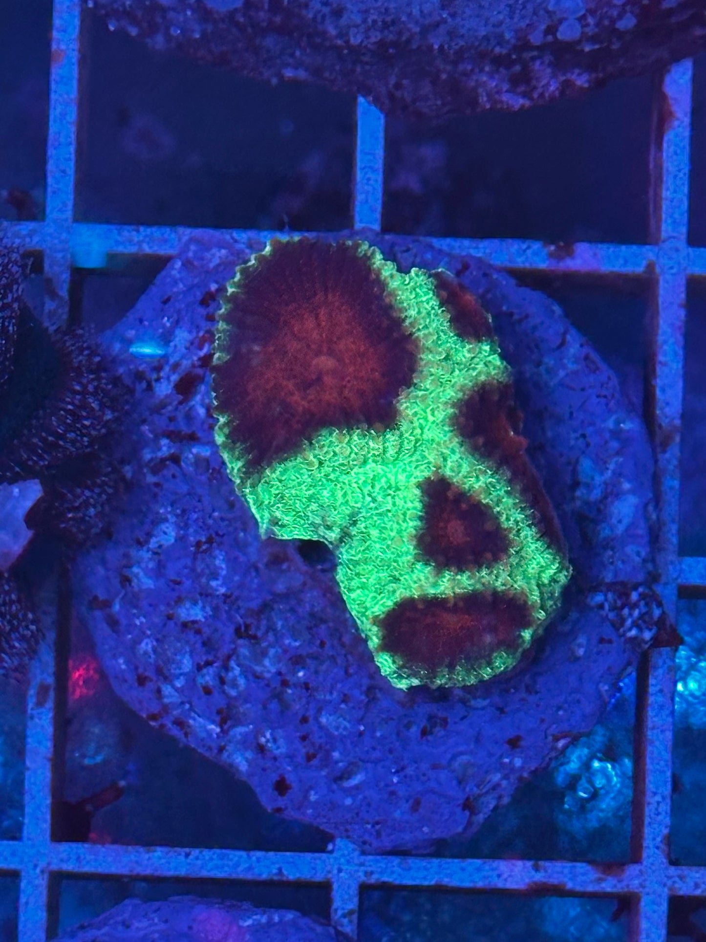 Favia Christmas - CoralMastery | CORAL