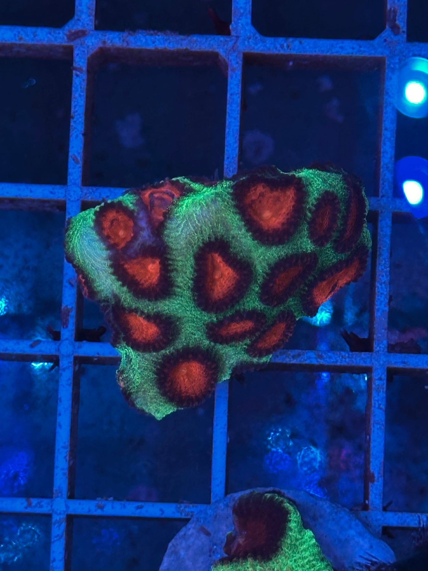 Favia Christmas - CoralMastery | CORAL