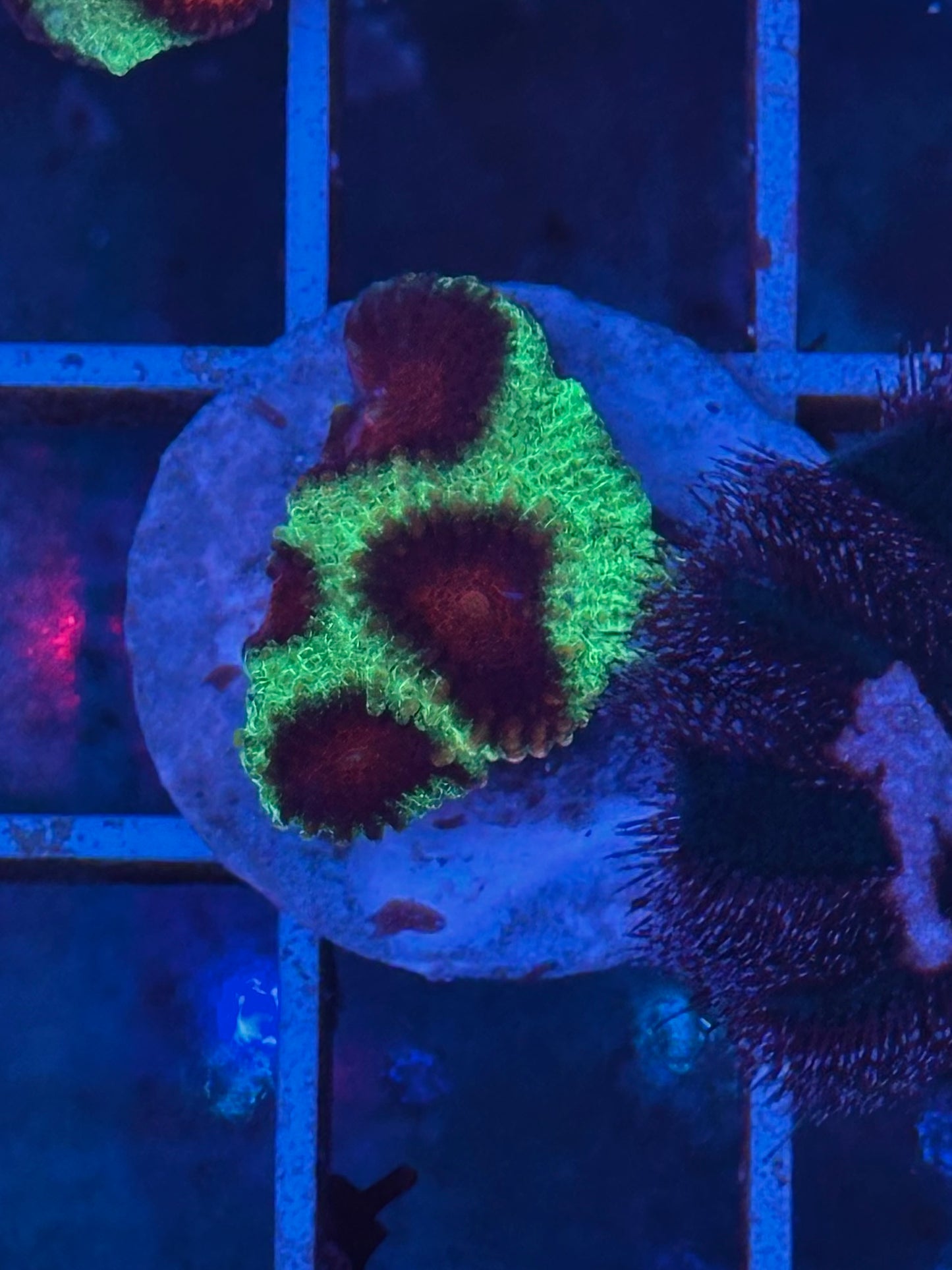 Favia Christmas - CoralMastery | CORAL