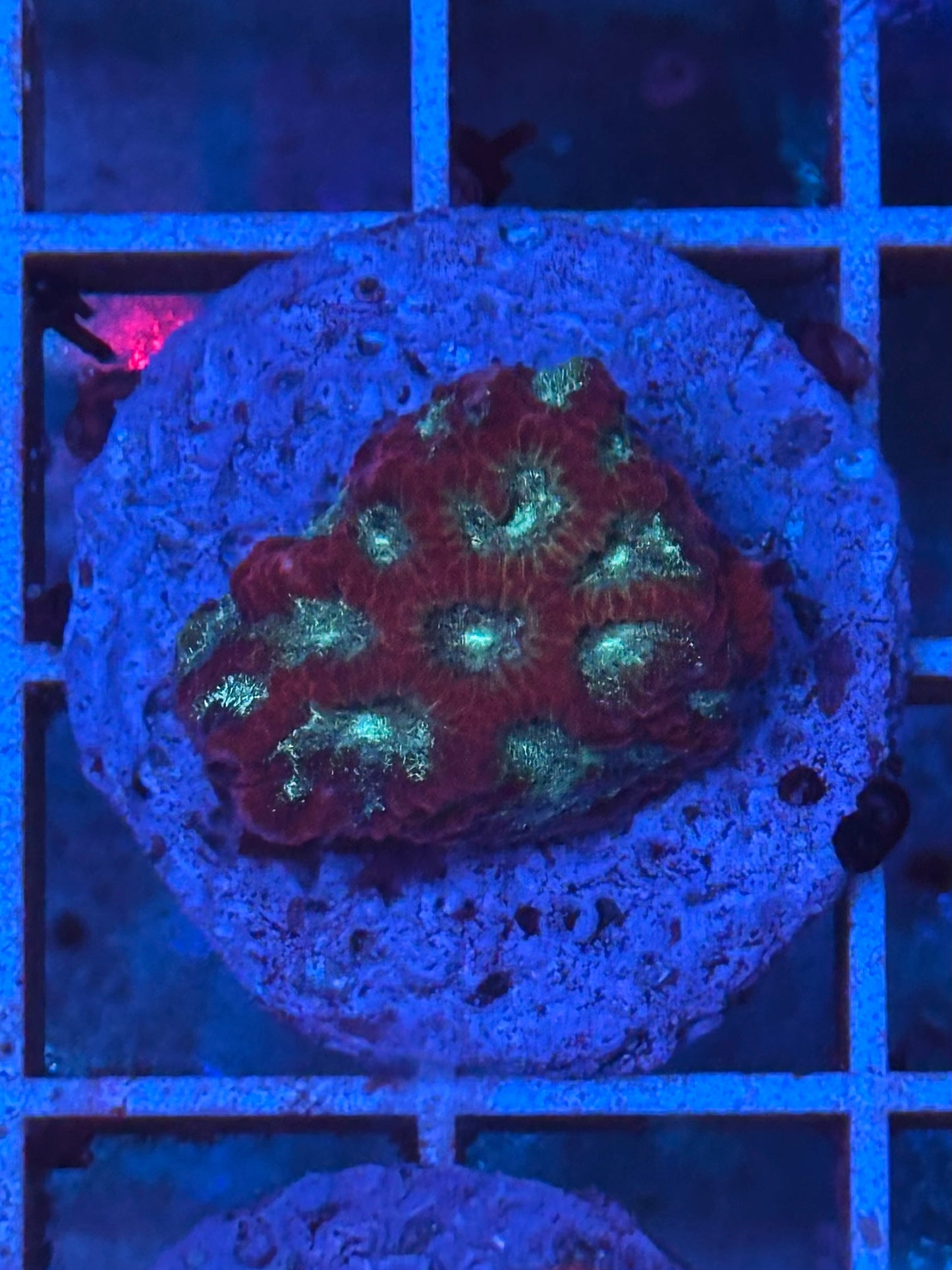 Favites RED/GREEN - CoralMastery | CORAL