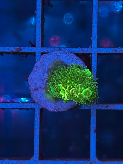 Acropora MILLEPORA GREEN & YELLOW