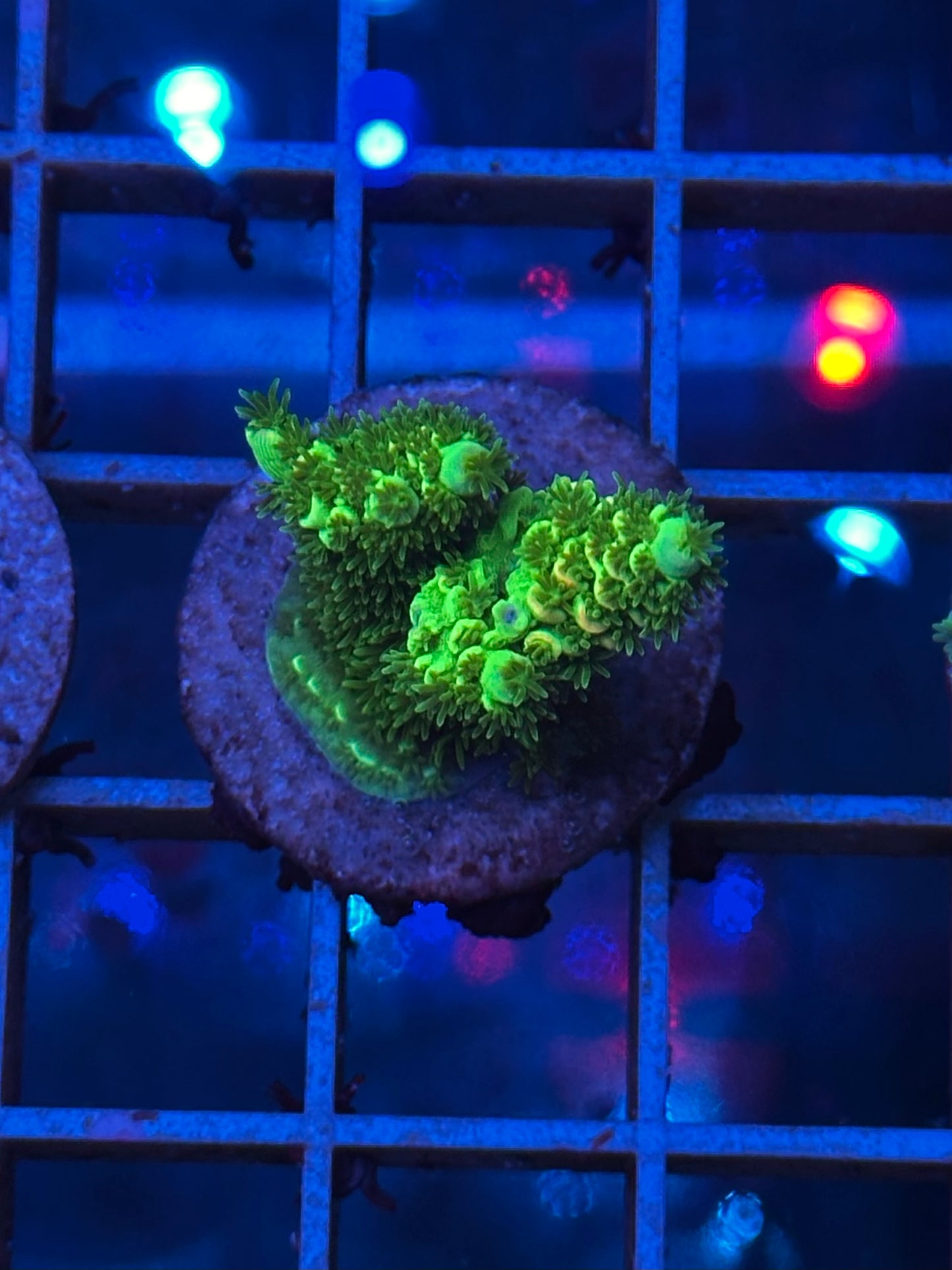 Acropora MILLEPORA GREEN & YELLOW