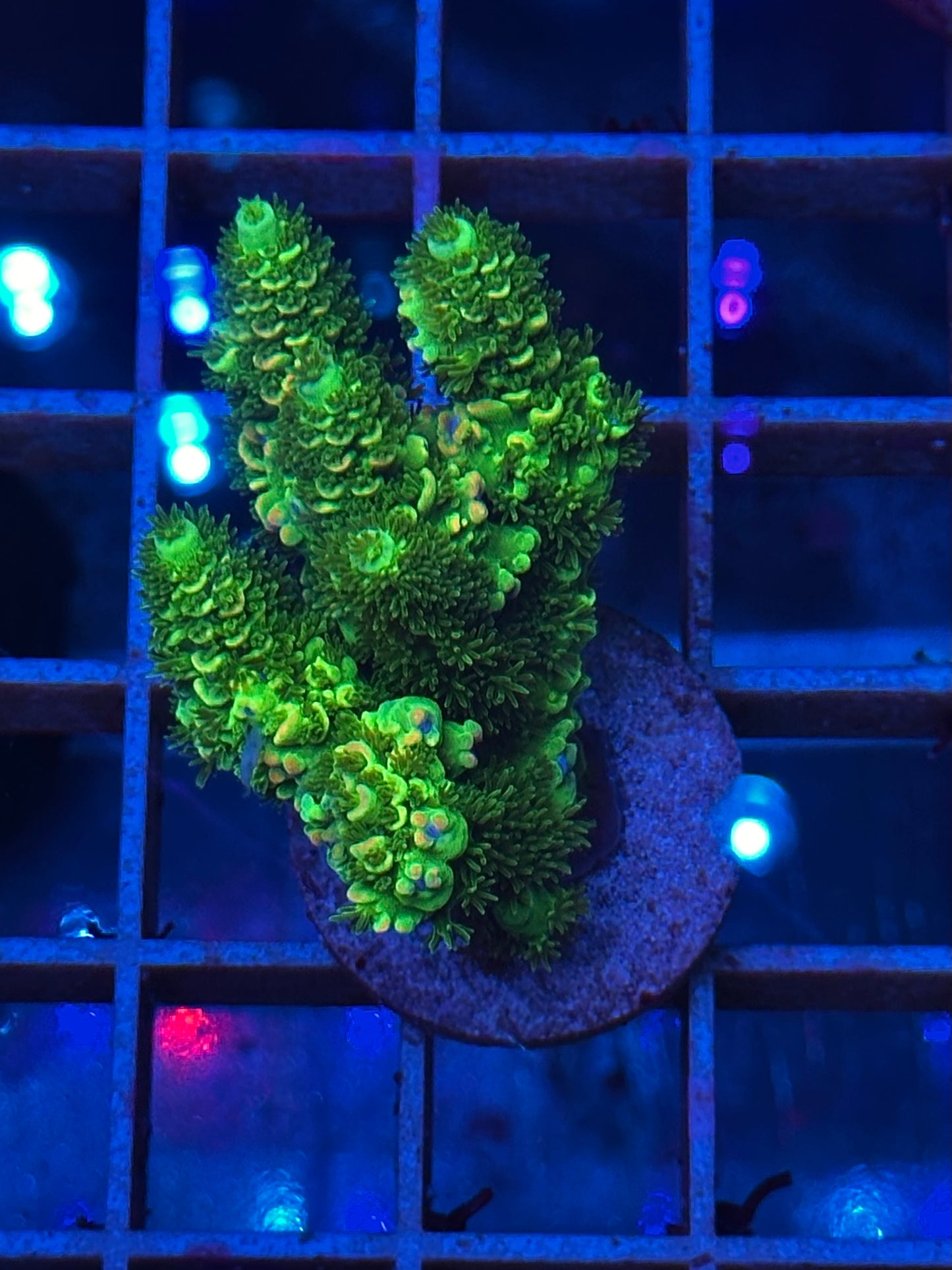 Acropora MILLEPORA GREEN & YELLOW