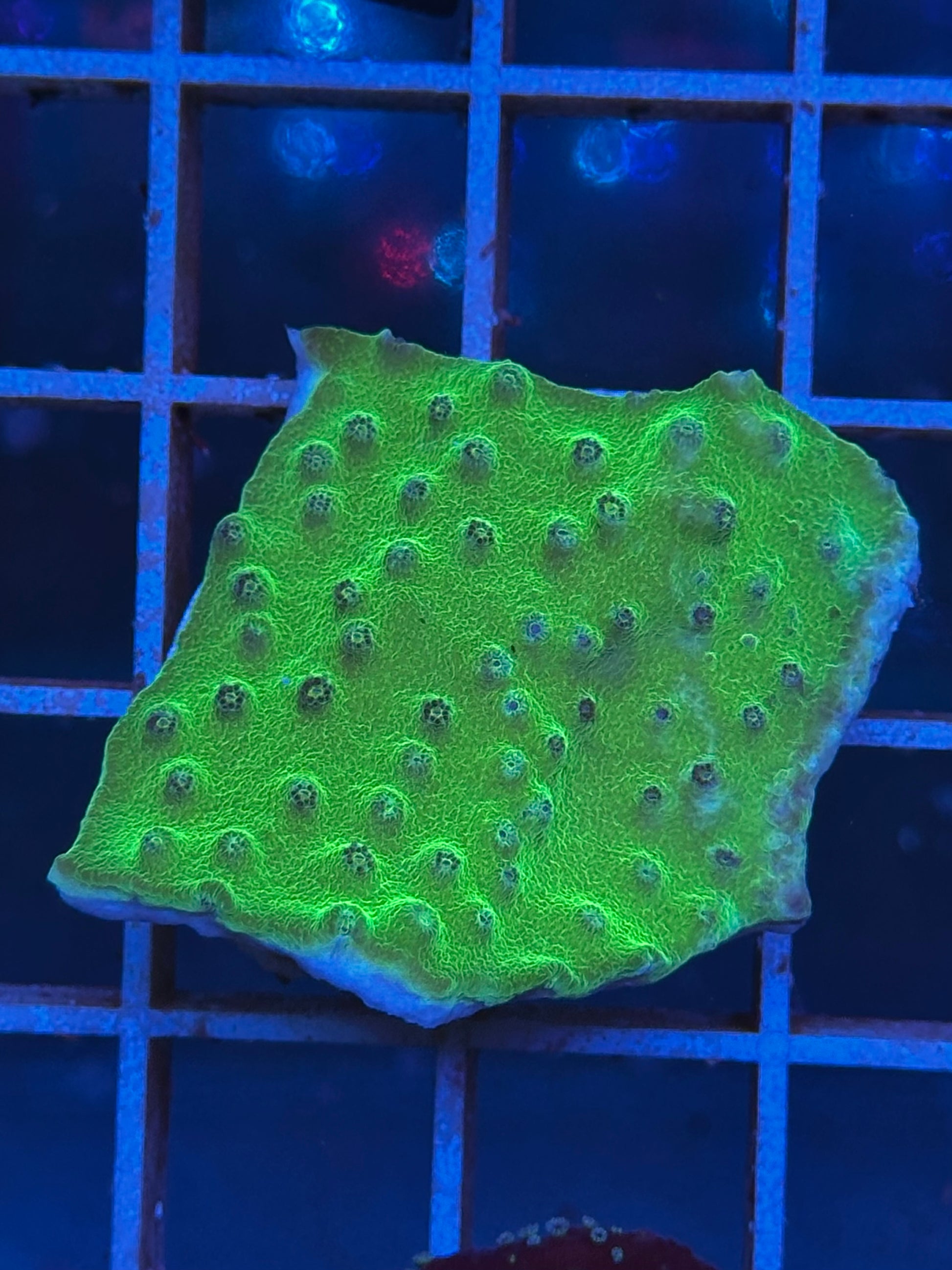Turbinaria GREEN FLUOR - CoralMastery