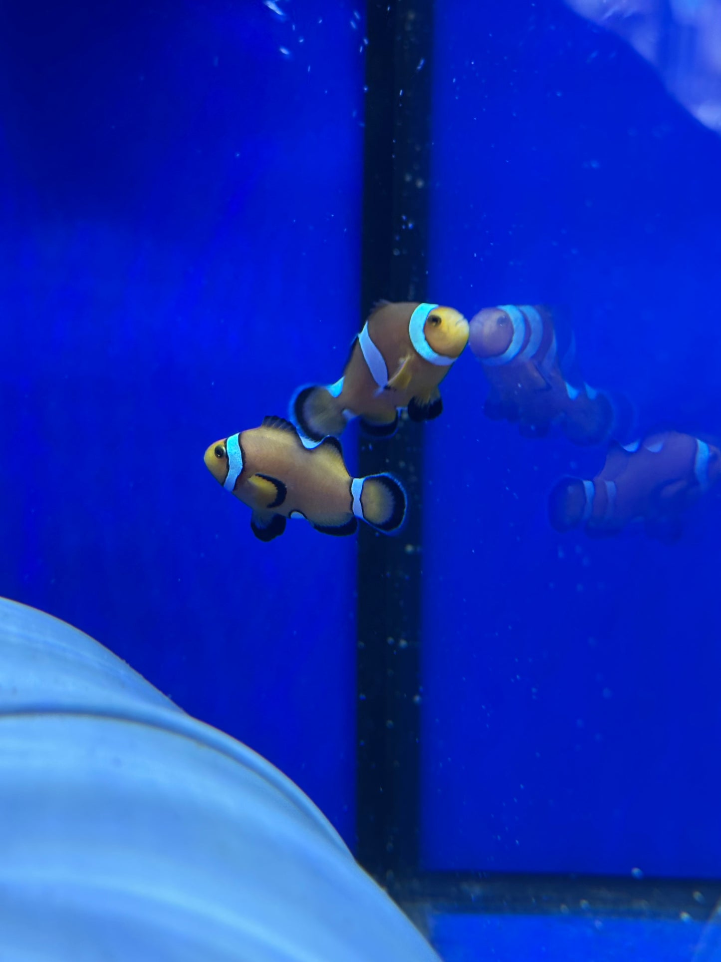Pareja OCELLARIS MISBAR - CoralMastery | PECES