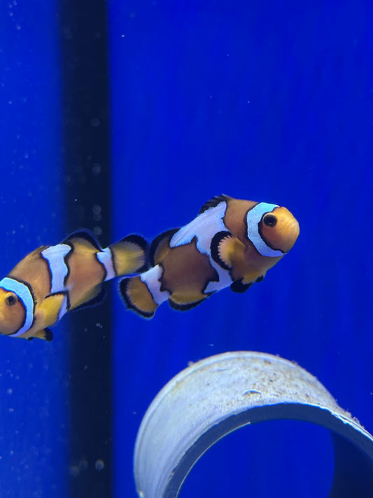 Pareja OCELLARIS SNOWFLAKE