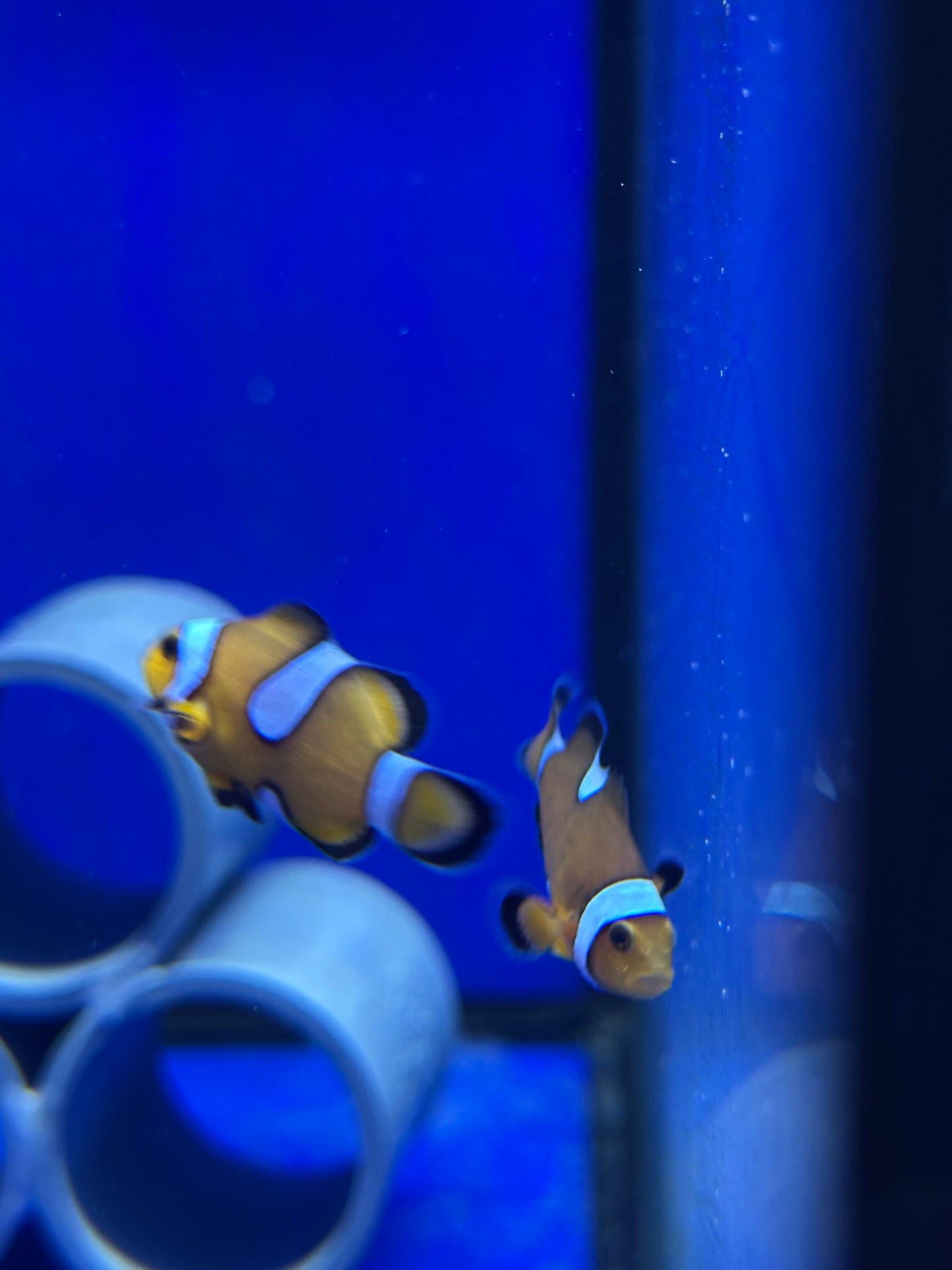 Pareja OCELLARIS MISBAR - CoralMastery | PECES