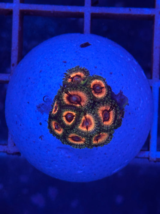 Zoanthus WYSIWYG 001