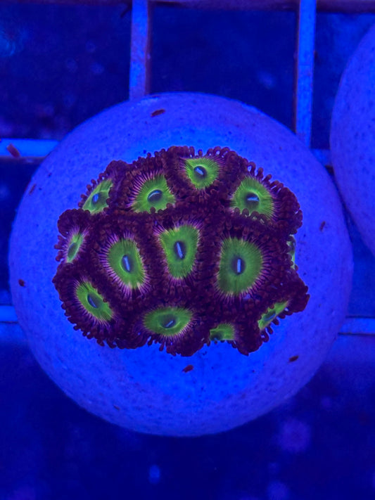 Zoanthus WYSIWYG 002