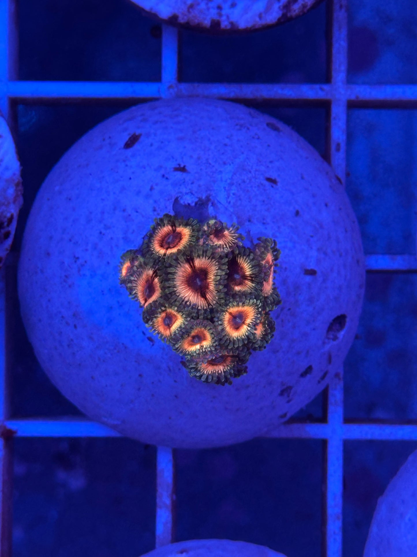 Zoanthus WYSIWYG 001