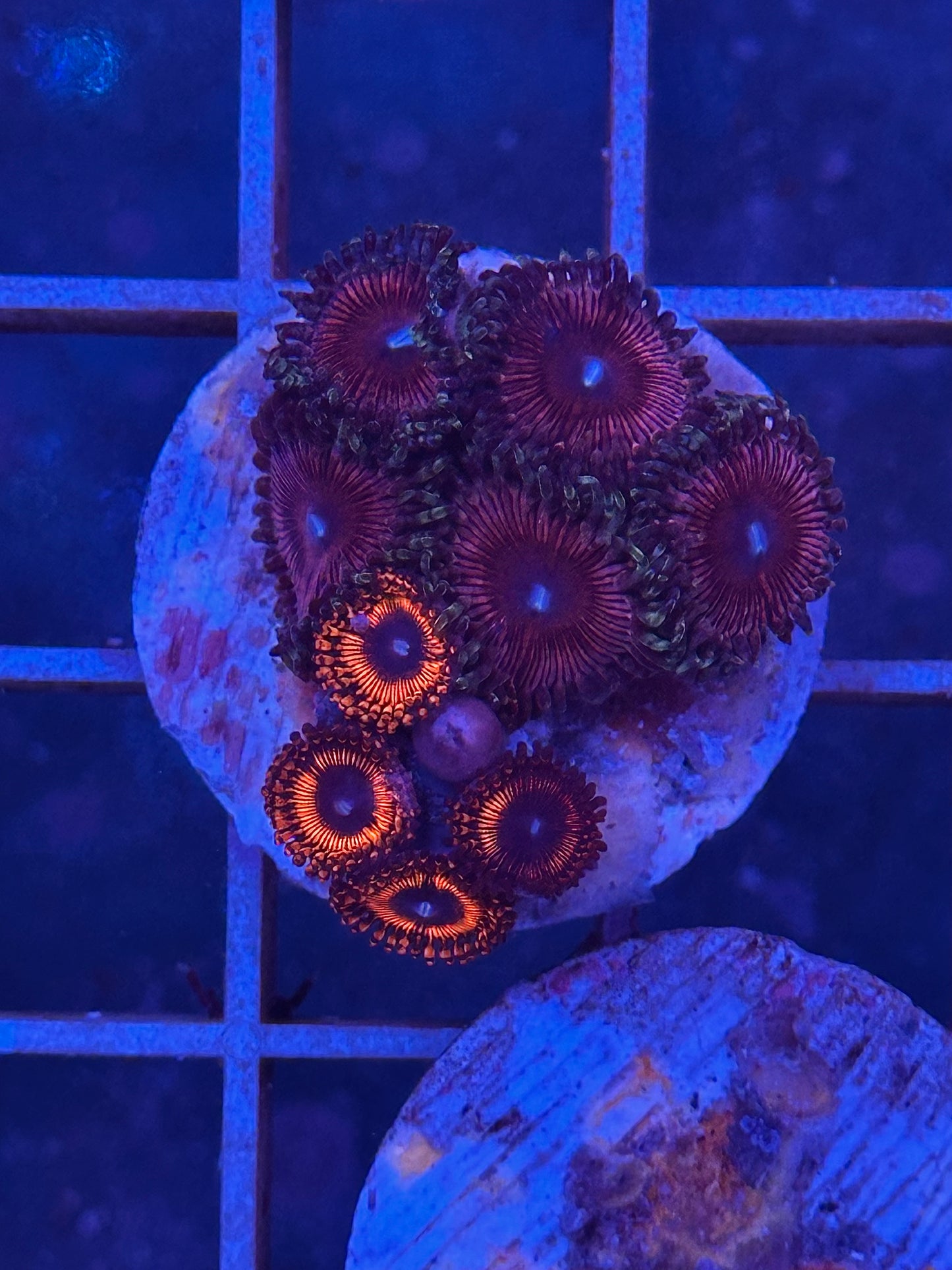 Zoanthus MIX WYSIWYG 004