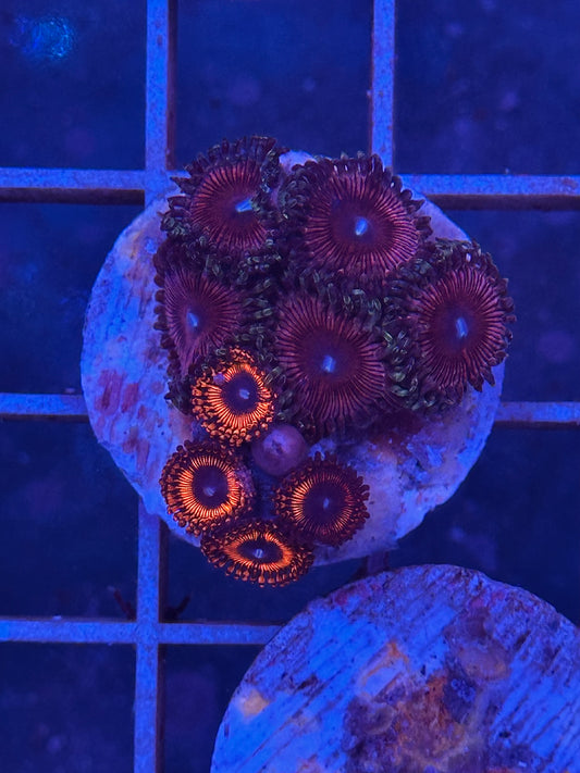 Zoanthus MIX WYSIWYG 004