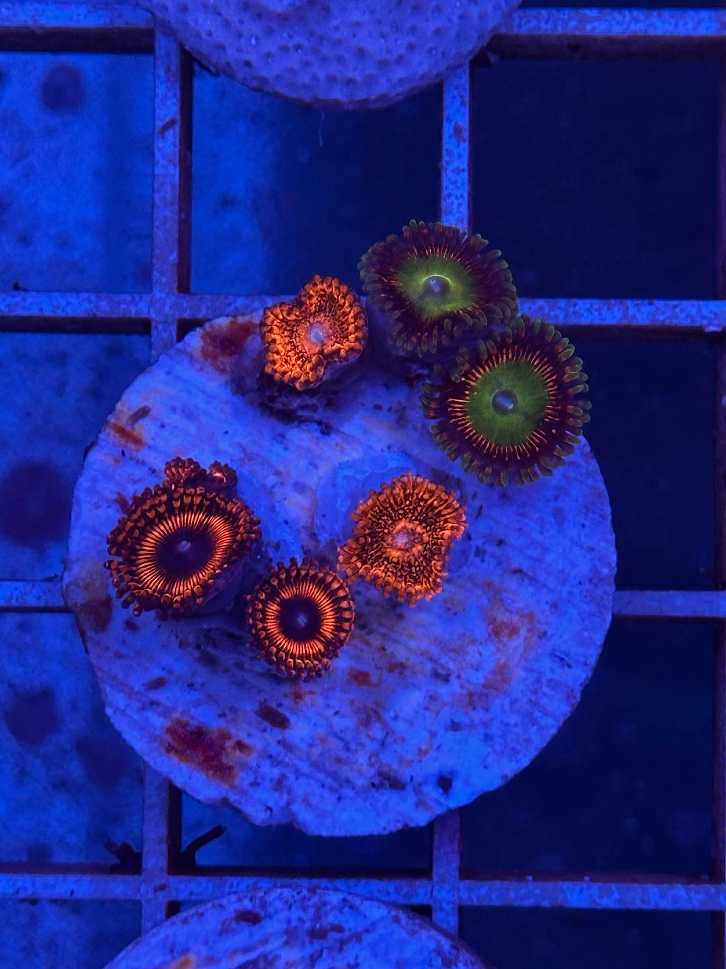 Zoanthus MIX WYSIWYG 004