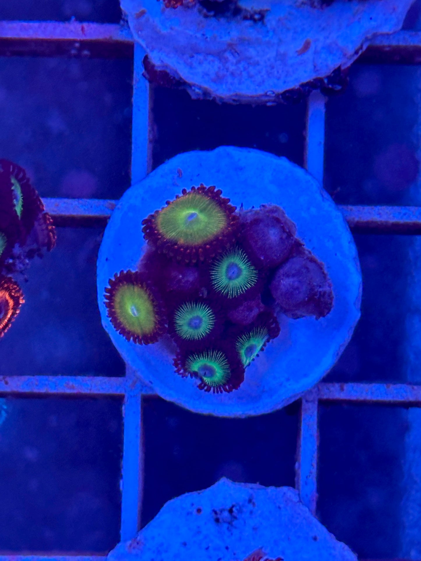 Zoanthus MIX WYSIWYG 004