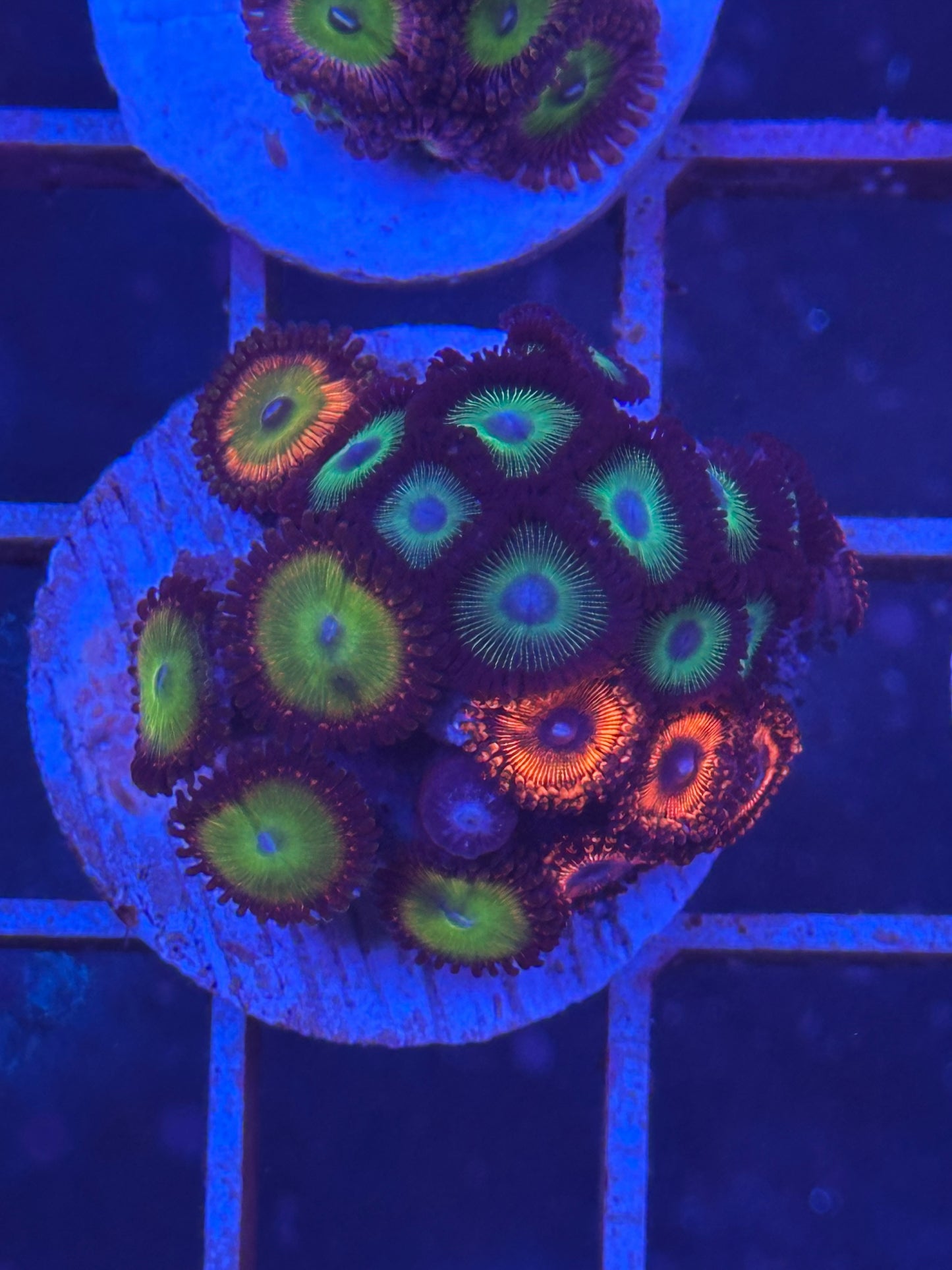 Zoanthus MIX WYSIWYG 004