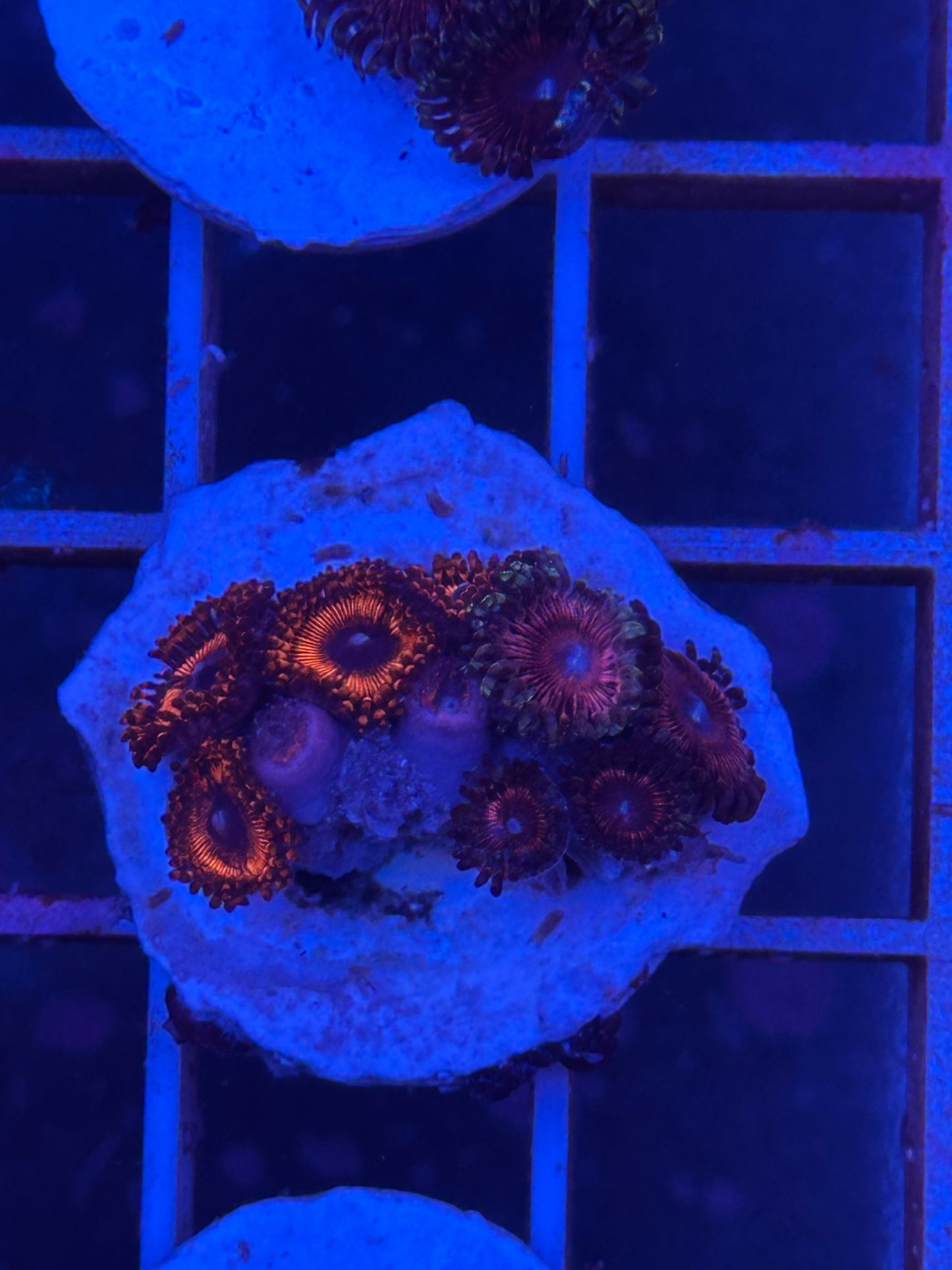 Zoanthus MIX WYSIWYG 004