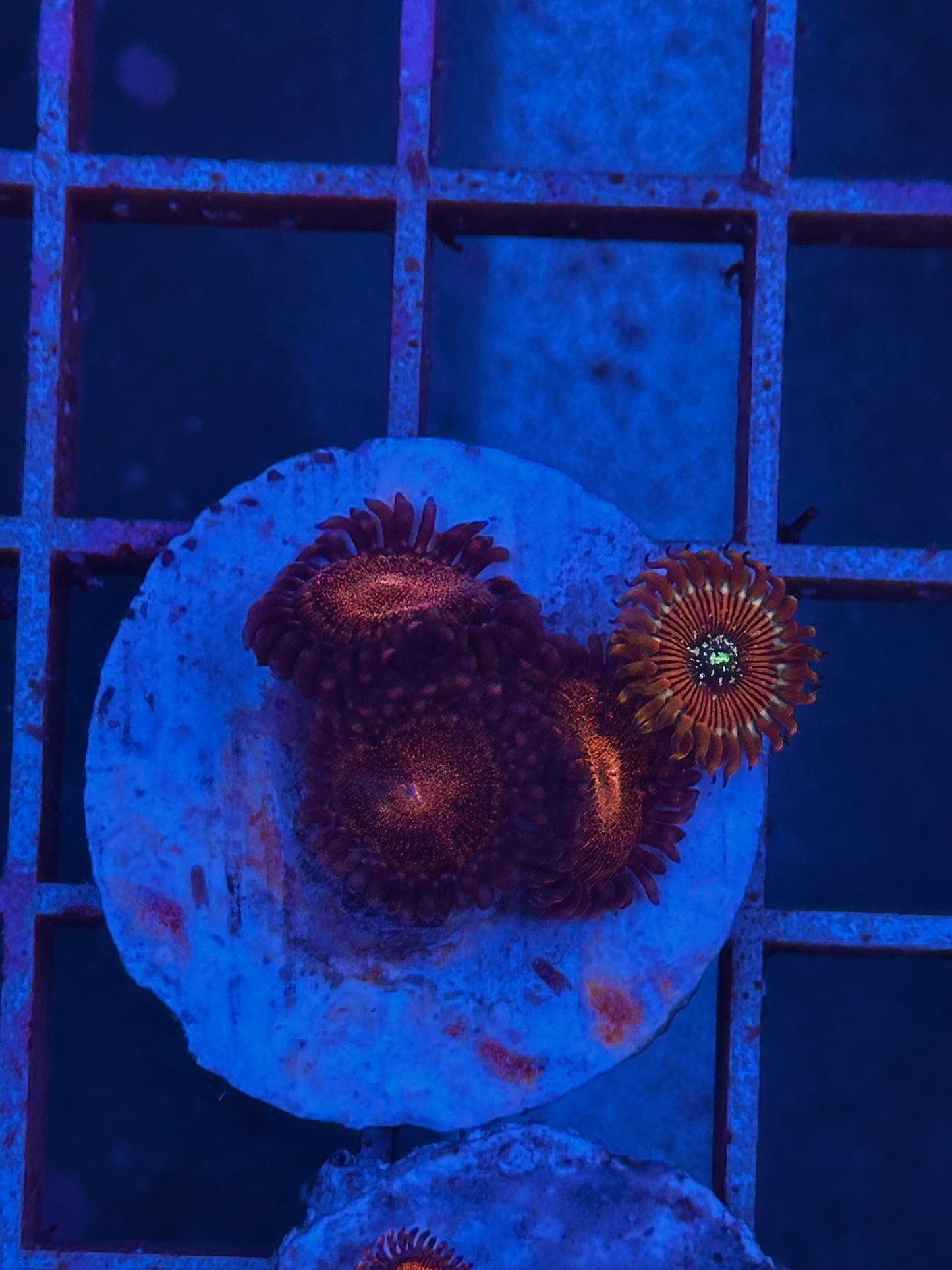 Zoanthus MIX WYSIWYG 004