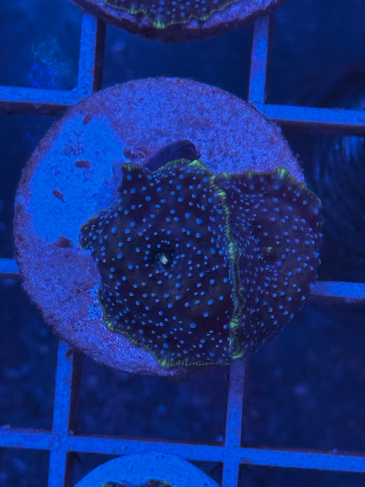 Discosoma sp. "teal spotted purple" - CoralMastery | CORAL