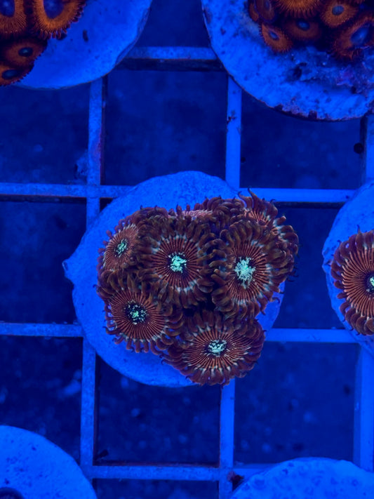 Zoanthus WYSIWYG 006