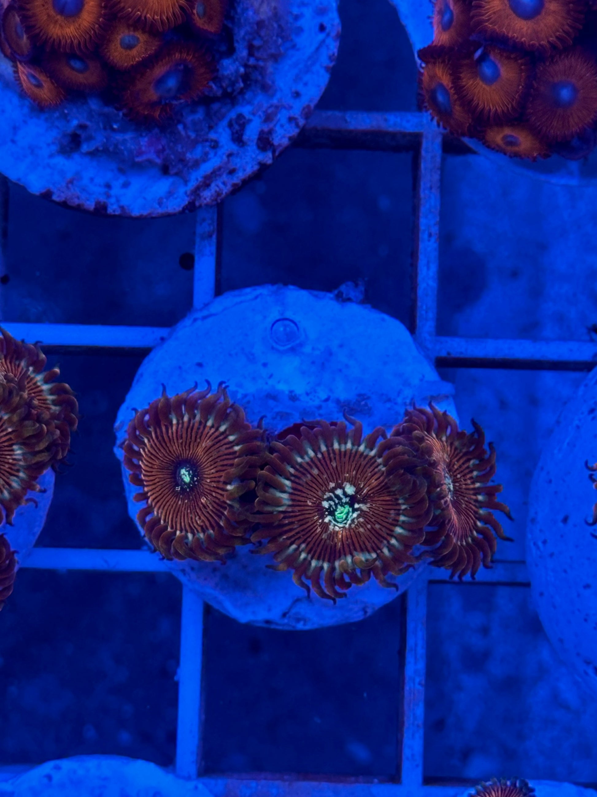 Zoanthus WYSIWYG 006 - CoralMastery