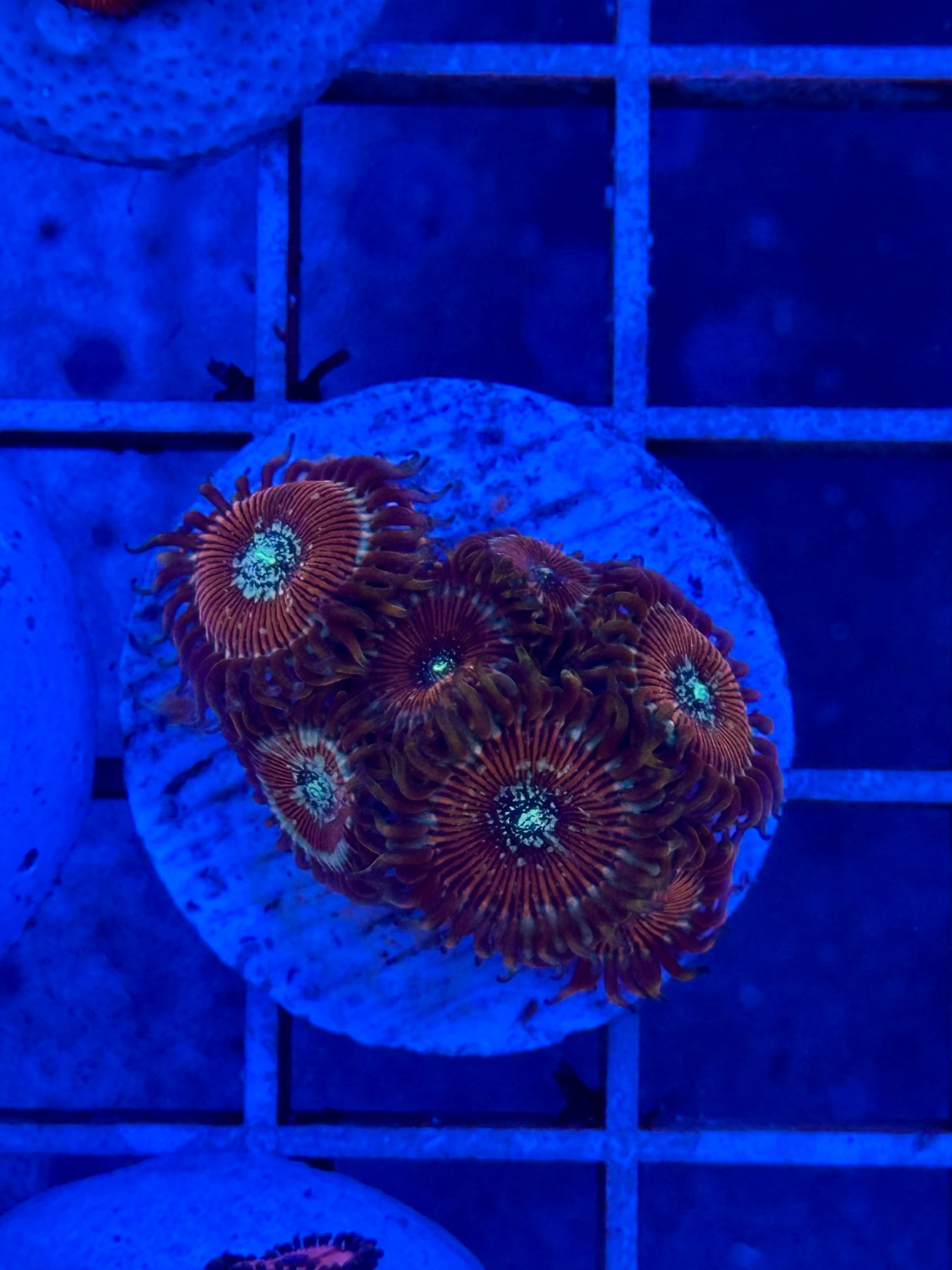 Zoanthus WYSIWYG 006 - CoralMastery