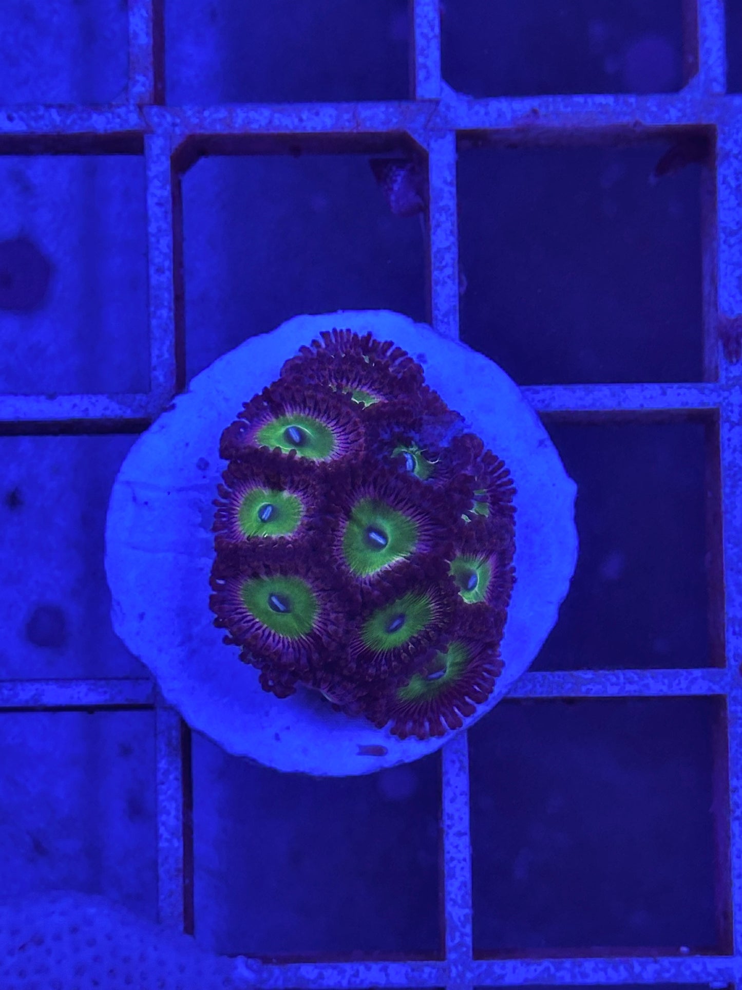 Zoanthus WYSIWYG 002