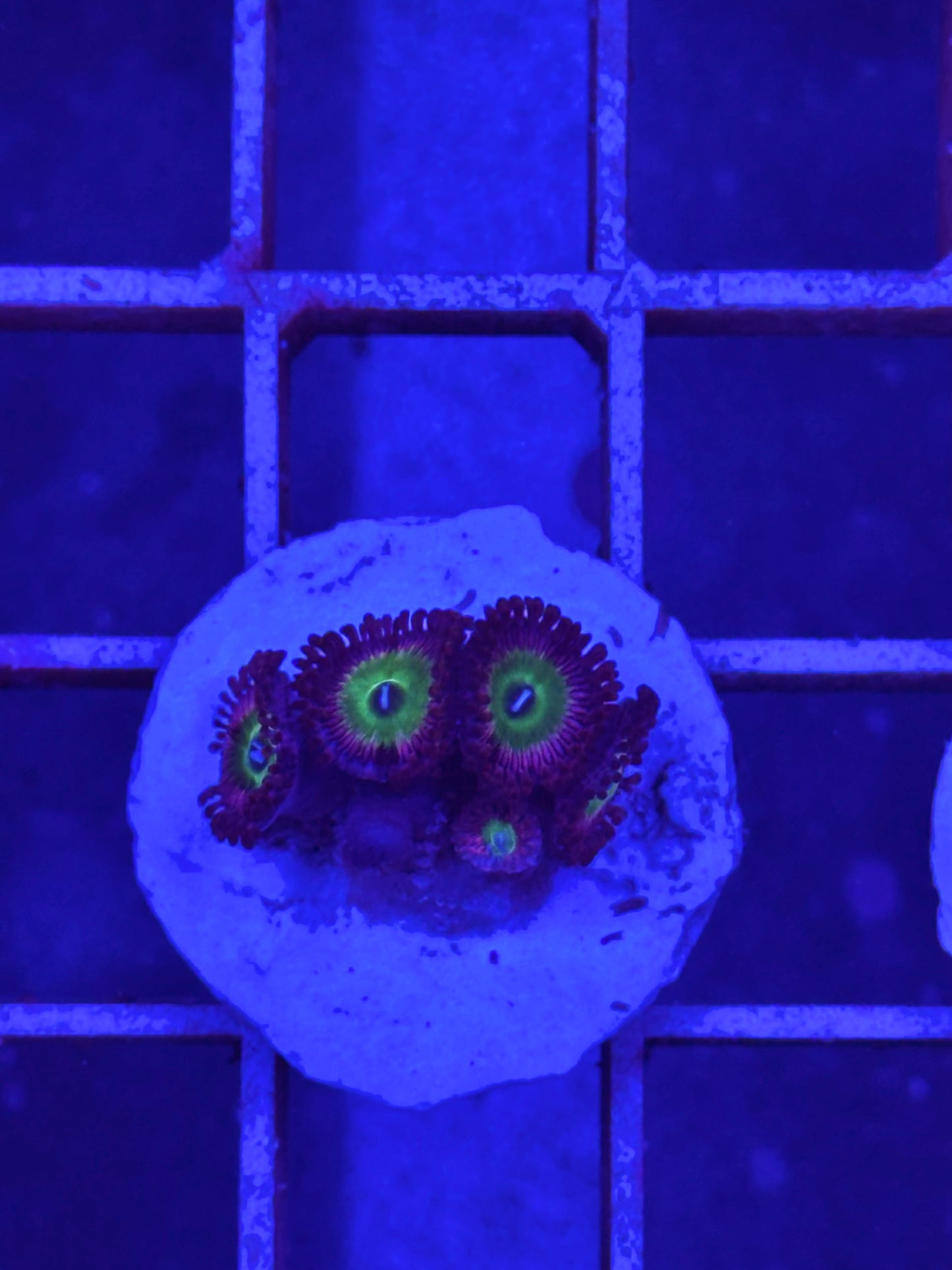 Zoanthus WYSIWYG 002