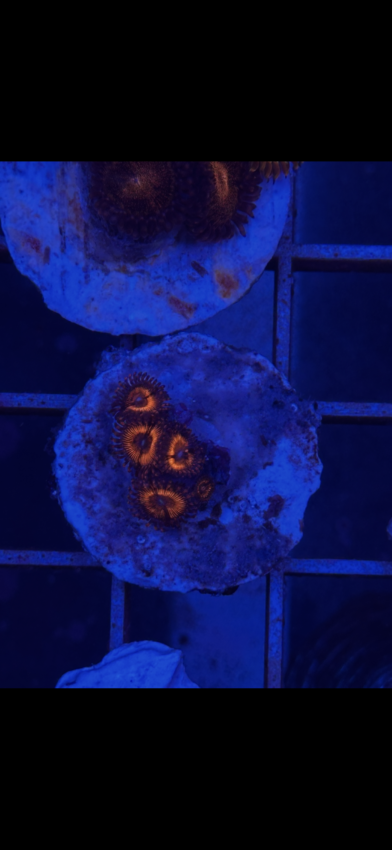 Zoanthus WYSIWYG 007