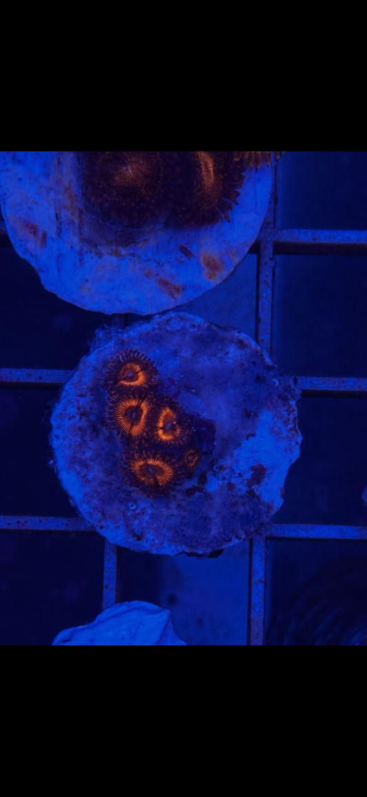 Zoanthus WYSIWYG 007