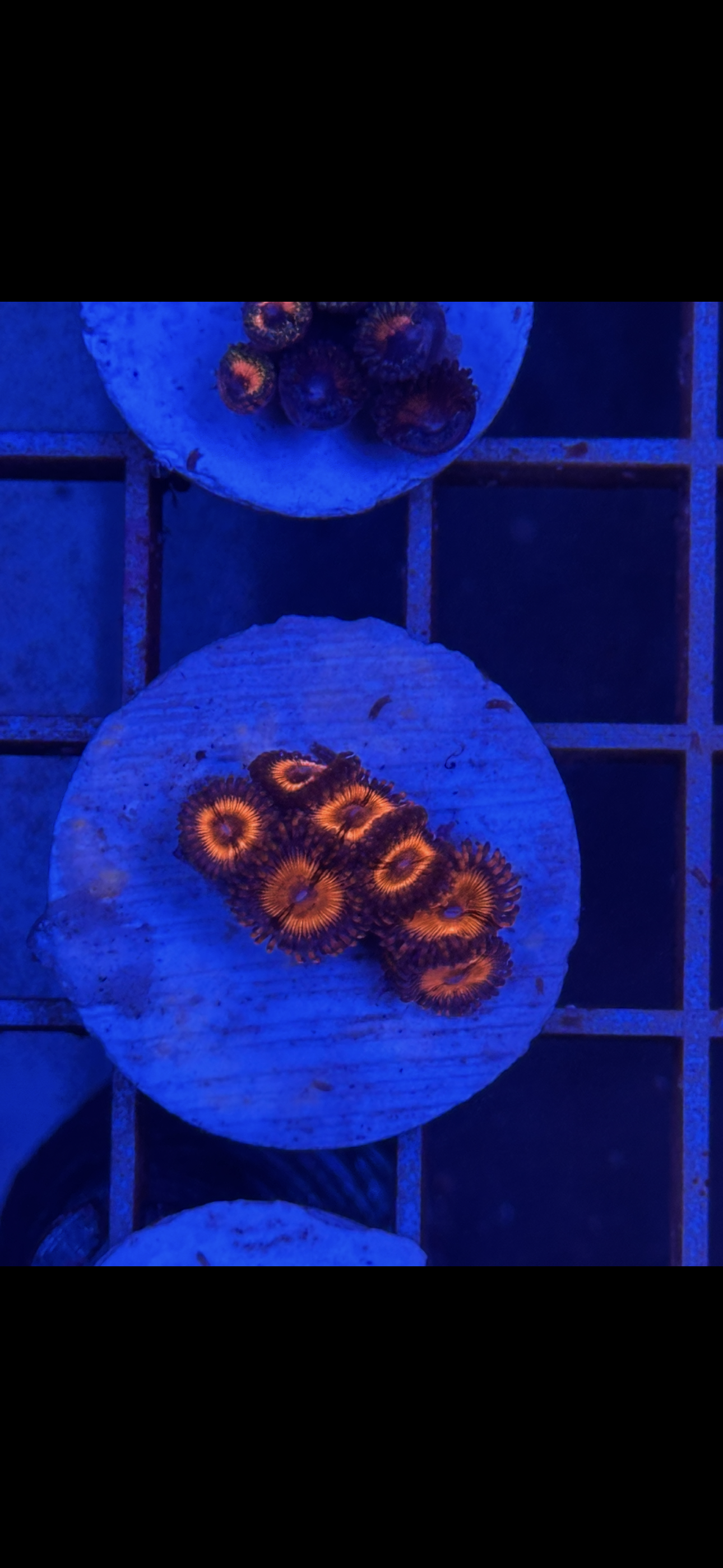 Zoanthus WYSIWYG 007