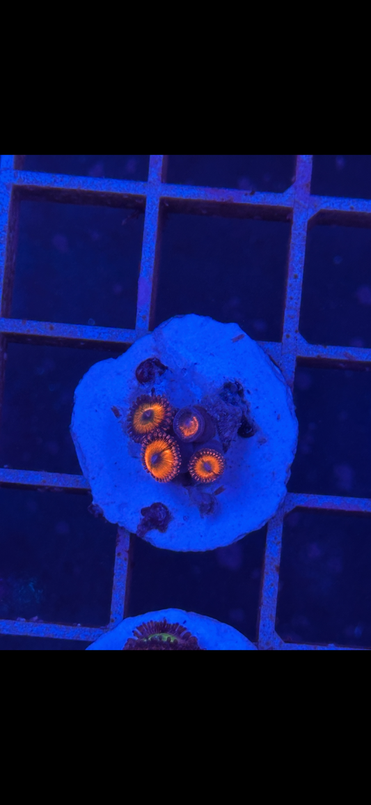 Zoanthus WYSIWYG 007 - CoralMastery