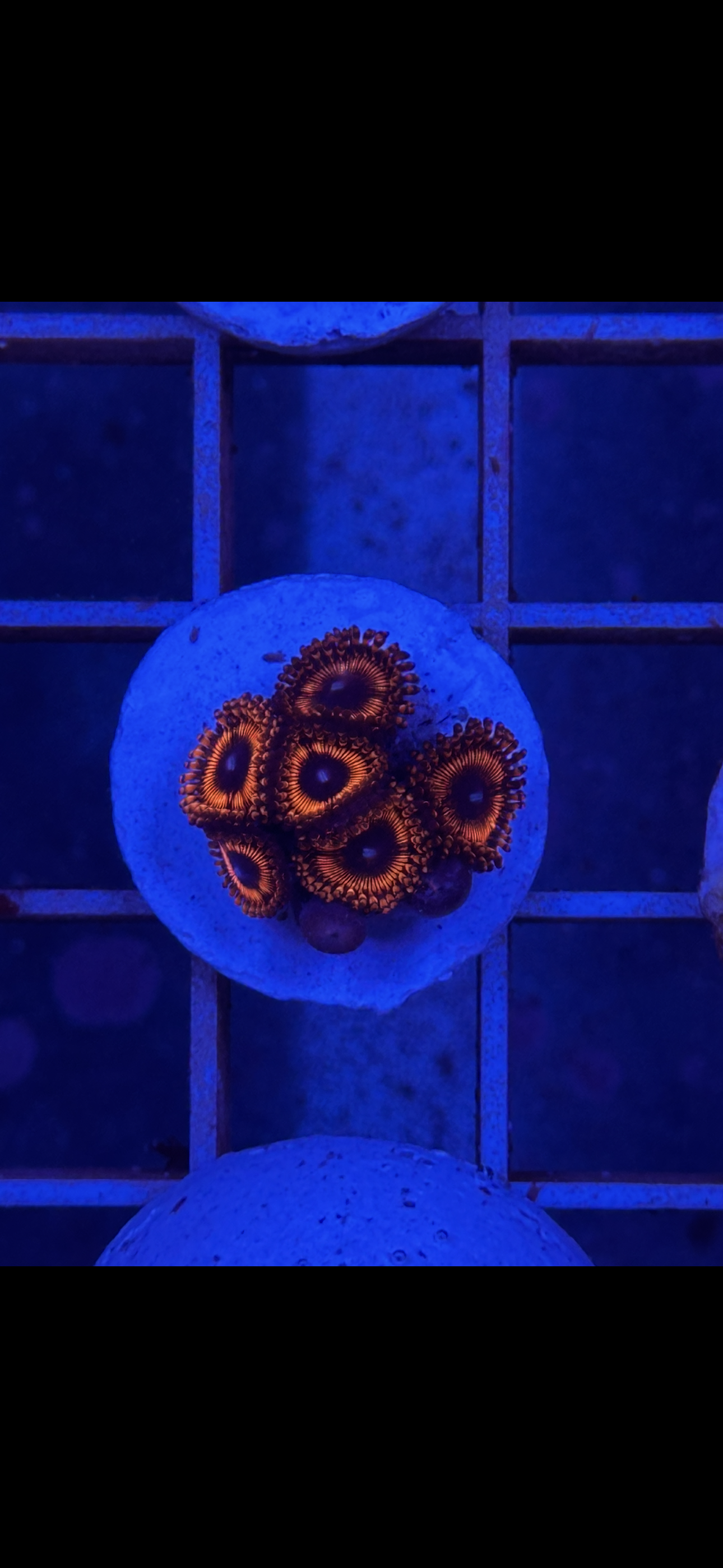 Zoanthus WYSIWYG 007