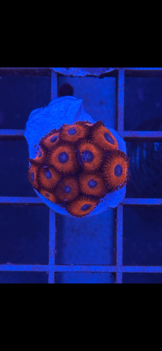 Zoanthus WYSIWYG 008