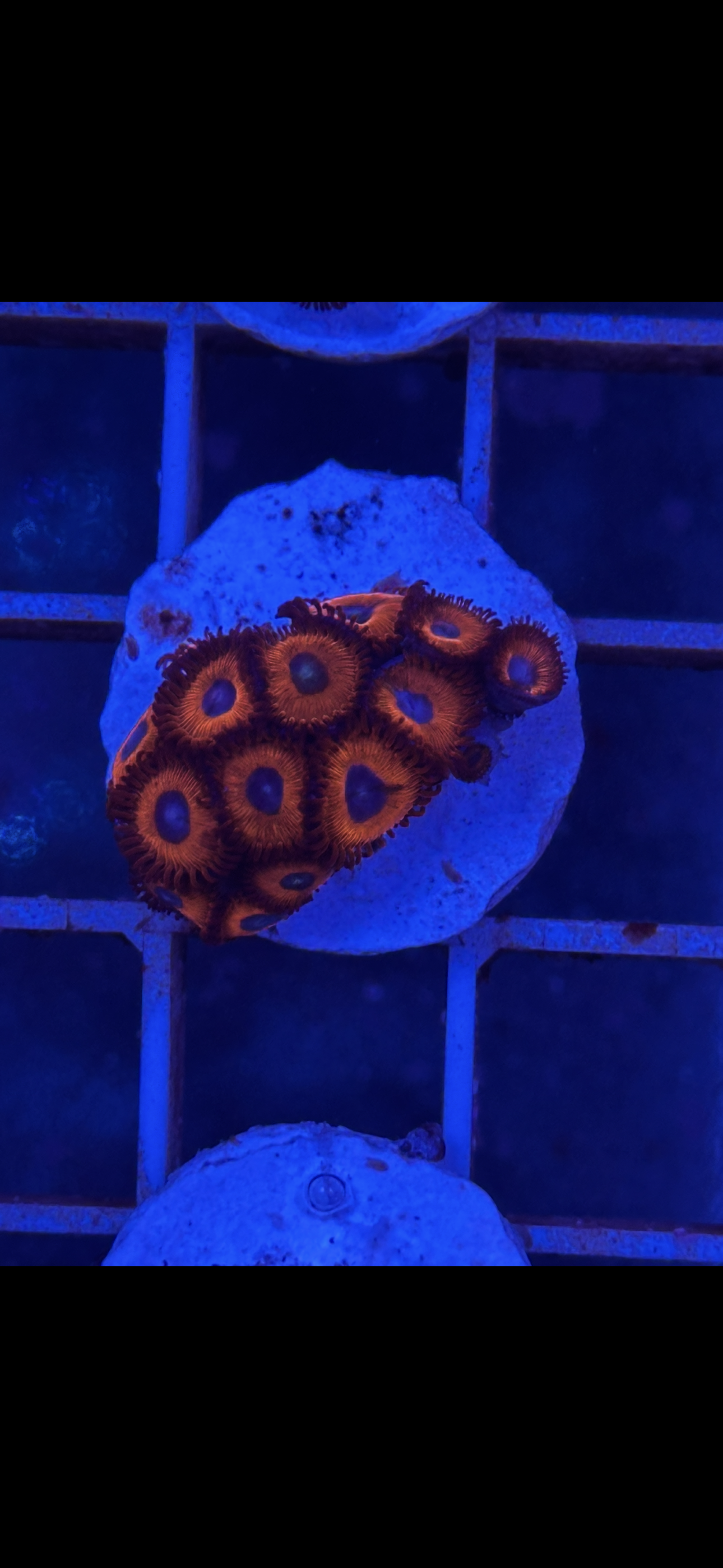 Zoanthus WYSIWYG 008