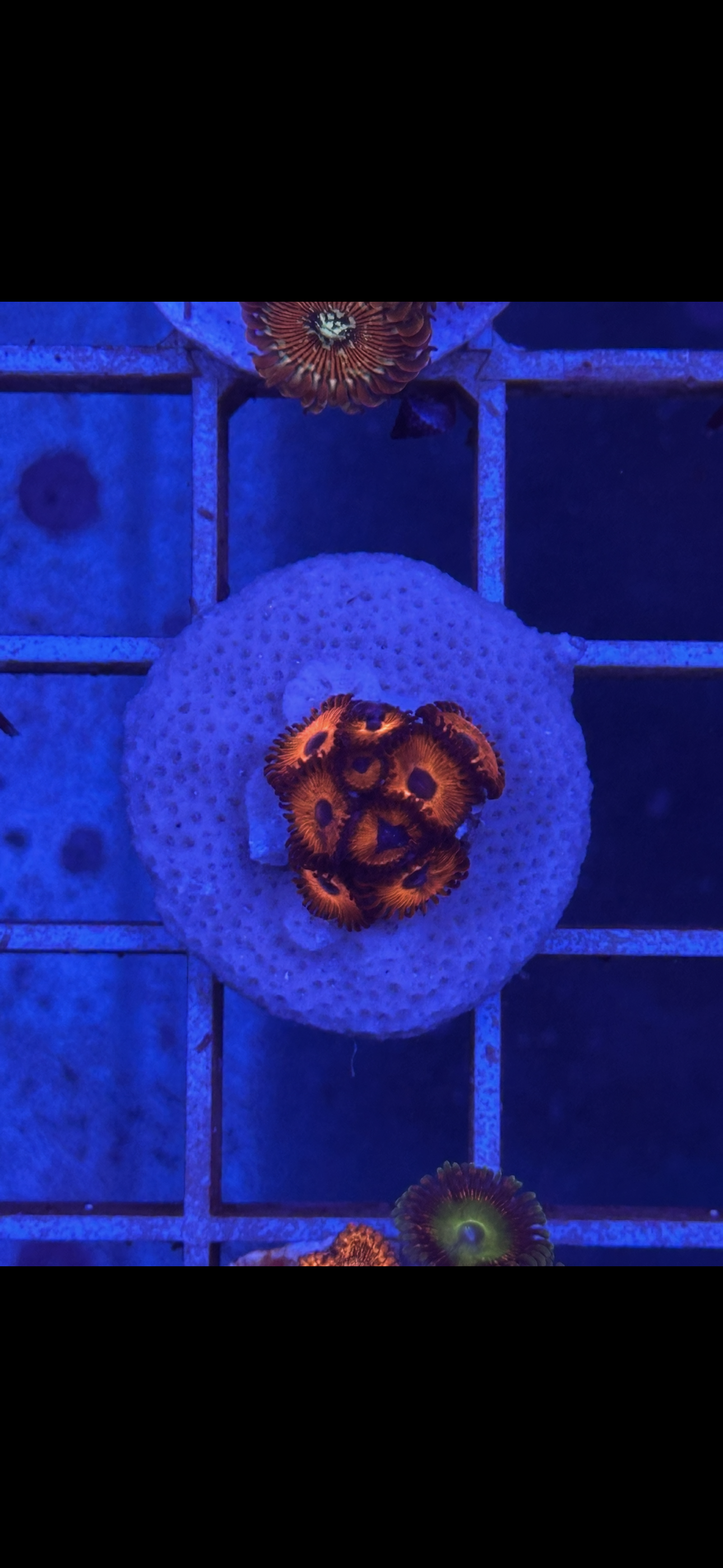 Zoanthus WYSIWYG 008