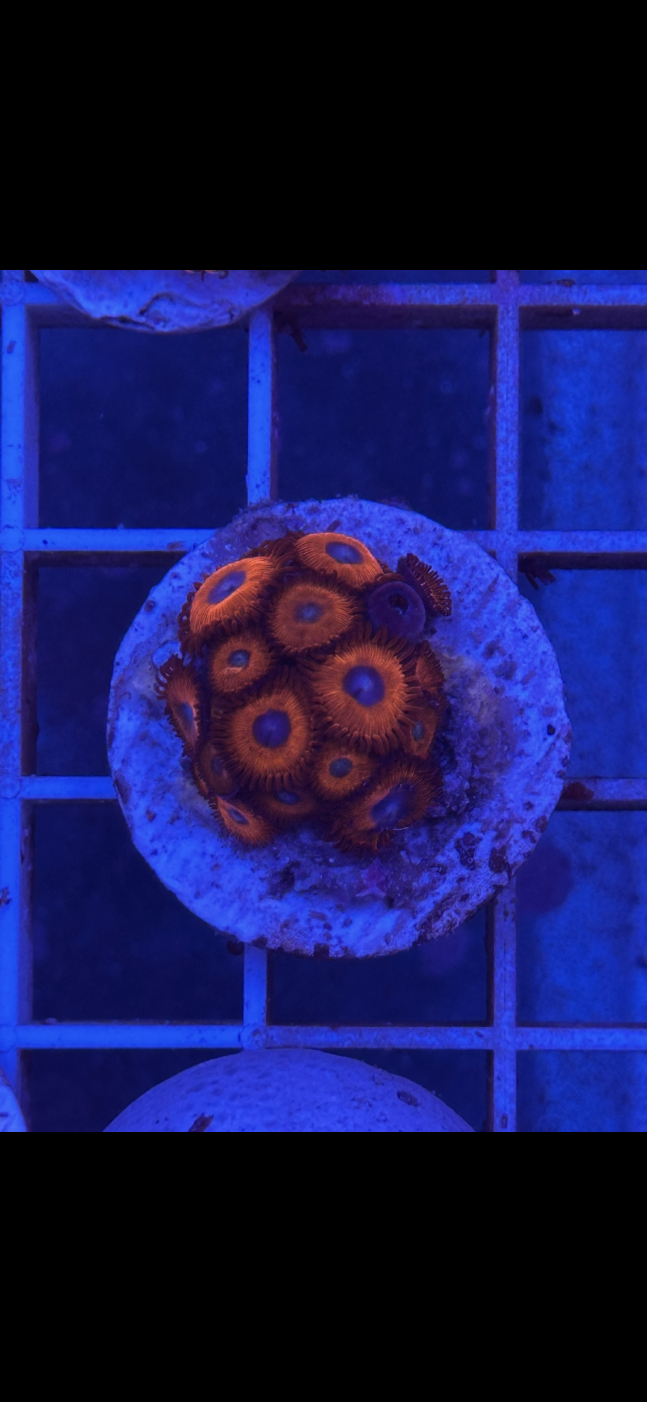 Zoanthus WYSIWYG 008