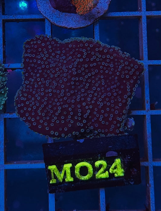 Montipora plato rojiza con pólipo verde MO24