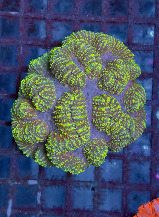 Lobophyllia ultra yellow XL