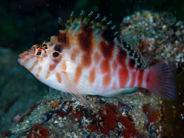 Cirrhitichthys aprinus (Pez Halcón Moteado)