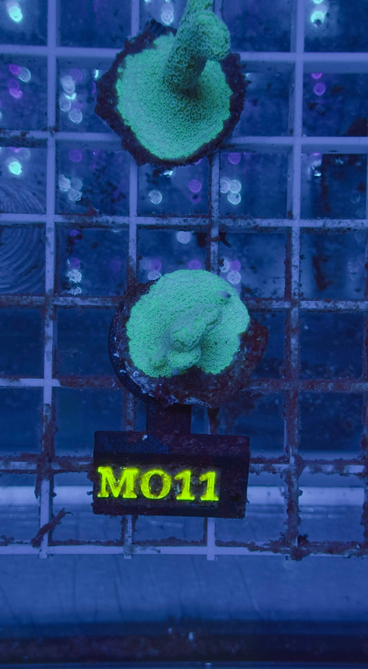 Montipora digitata celeste