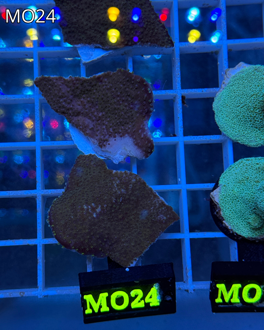 Montipora plato rojiza con pólipo verde MO24