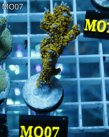Montipora Stellata MO07