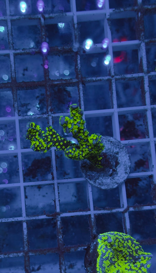 Montipora Stellata