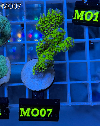 Montipora Stellata MO07